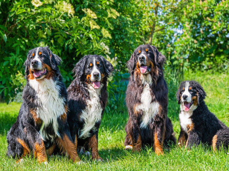 Vier Schönheiten - Berner Sennenhunde - CALVENDO Foto-Puzzle'
