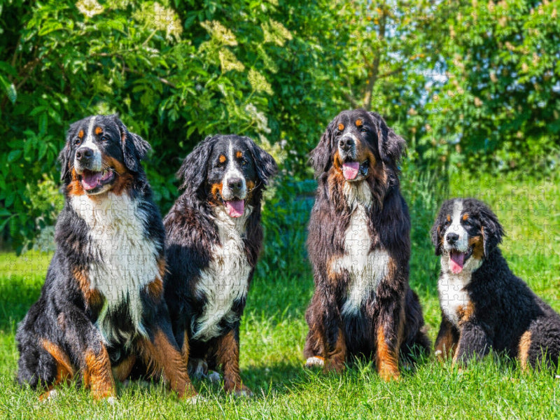 Vier Schönheiten - Berner Sennenhunde - CALVENDO Foto-Puzzle'