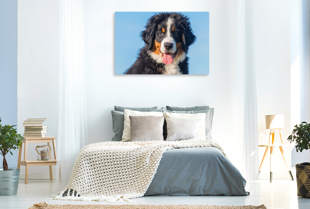 Premium Textil-Leinwand Ein entzückender junger Berner Sennenhund