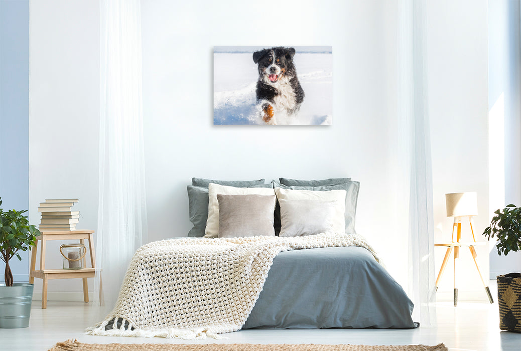 Premium Textil-Leinwand Berner Sennenhund in seinem Element