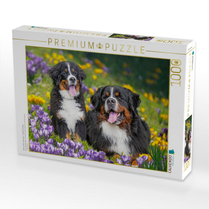 Berner Sennenhunde - Endlich Frühling - CALVENDO Foto-Puzzle'