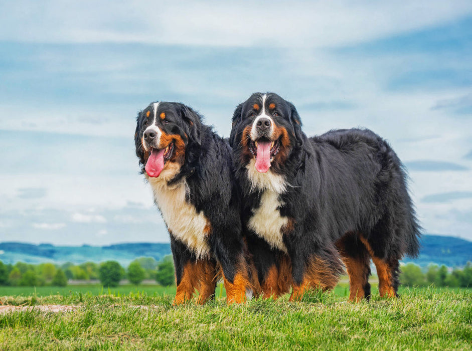 Zusammen durch dick und dünn - zwei Berner Sennenhunde - CALVENDO Foto-Puzzle'