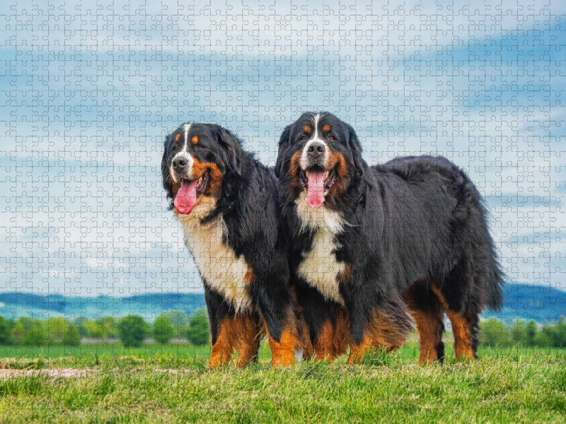 Zusammen durch dick und dünn - zwei Berner Sennenhunde - CALVENDO Foto-Puzzle'