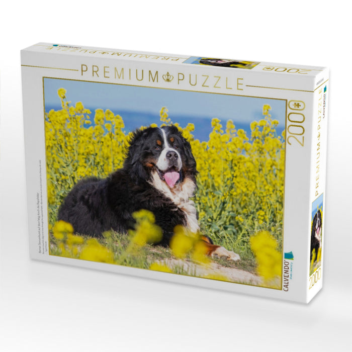 Berner Sennenhund auf dem Weg durch die Rapsfelder - CALVENDO Foto-Puzzle'
