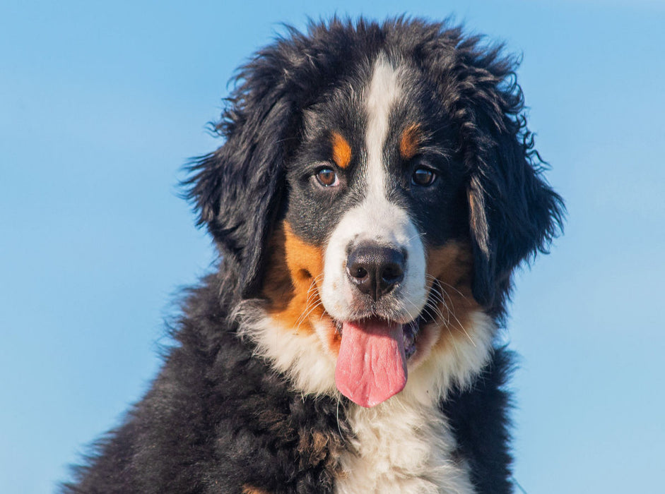 Ein entzückender junger Berner Sennenhund - CALVENDO Foto-Puzzle'
