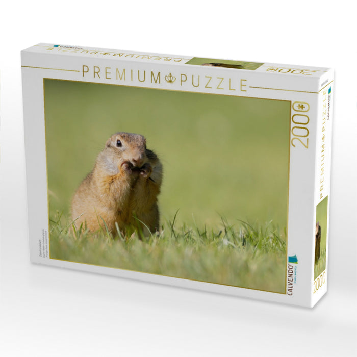 Ziesel knabbert - CALVENDO Foto-Puzzle'