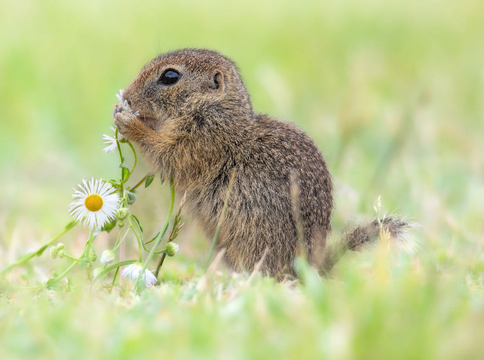 Ziesel riecht an Blume - CALVENDO Foto-Puzzle'