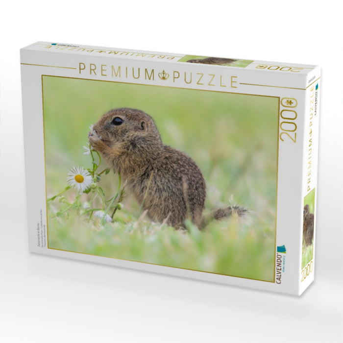 Ziesel riecht an Blume - CALVENDO Foto-Puzzle'