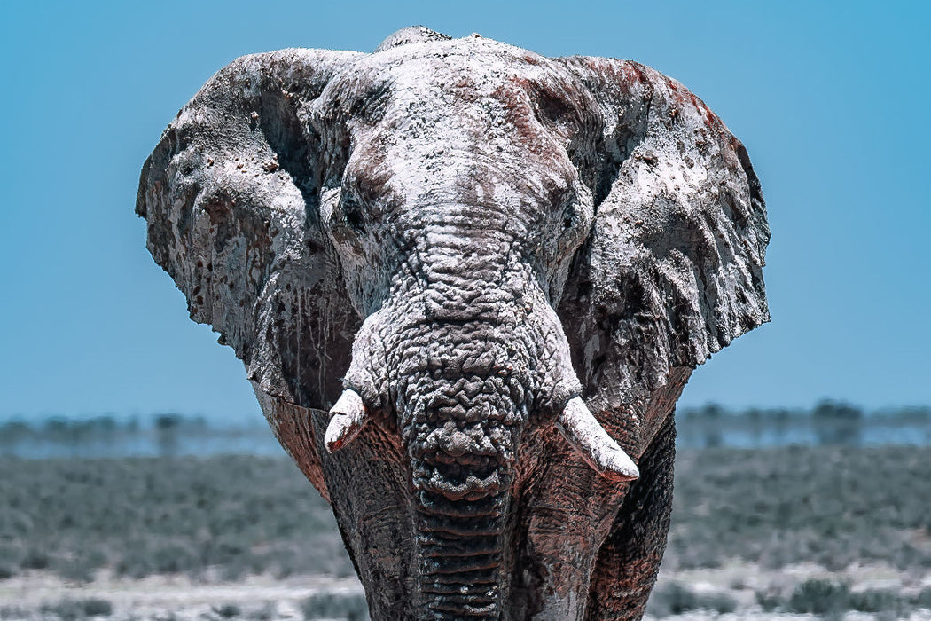 Premium Textil-Leinwand Die Giganten in Namibias Etosha Nationalpark