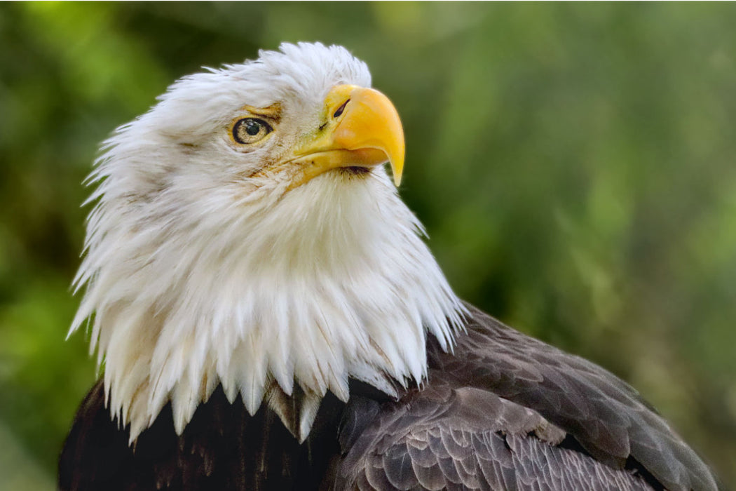 Premium Textil-Leinwand Weißkopfseeadler im Porträt