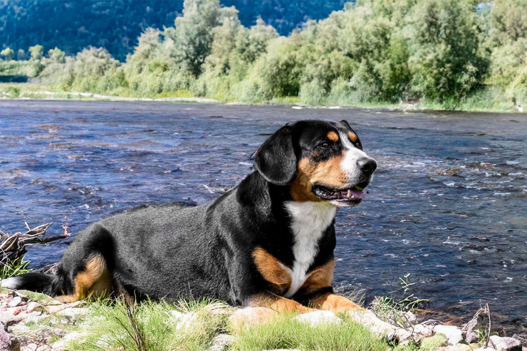 Premium Textil-Leinwand Entlebucher Rüde am Fluss