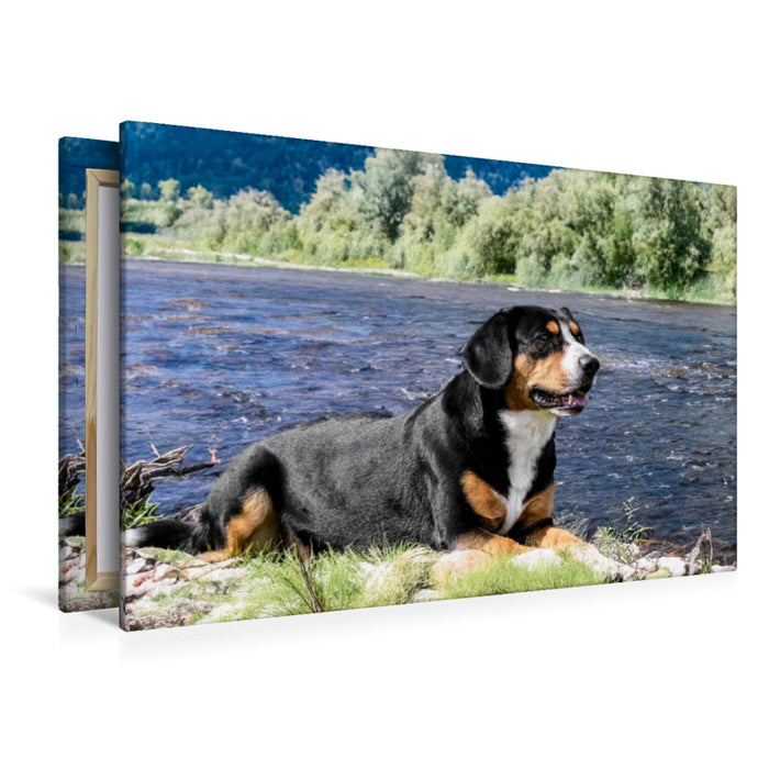 Premium Textil-Leinwand Entlebucher Rüde am Fluss