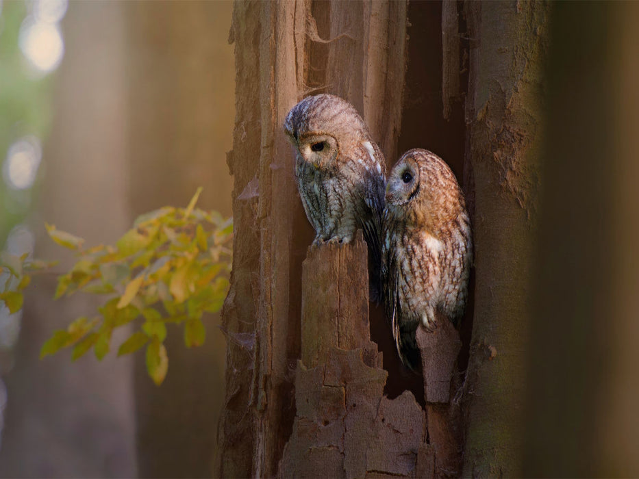 Eulenliebe - CALVENDO Foto-Puzzle'