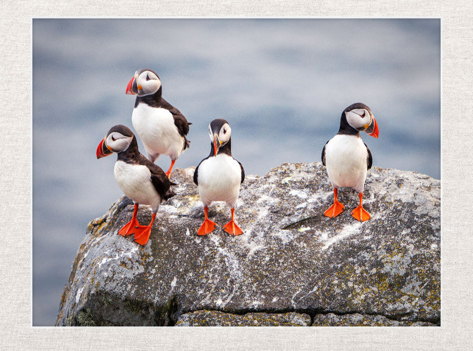 Papageientaucher in ihrer natürlichen Umgebung - CALVENDO Foto-Puzzle'