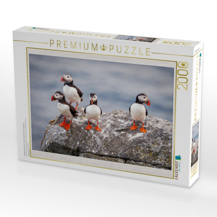 Papageientaucher in ihrer natürlichen Umgebung - CALVENDO Foto-Puzzle'