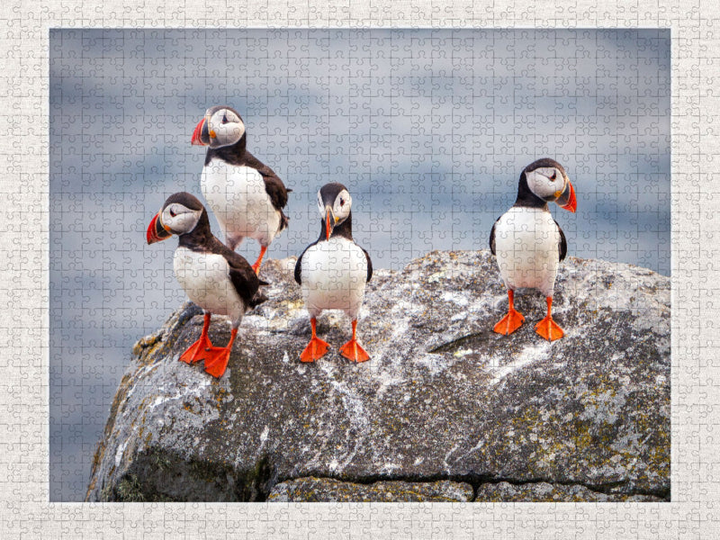 Papageientaucher in ihrer natürlichen Umgebung - CALVENDO Foto-Puzzle'