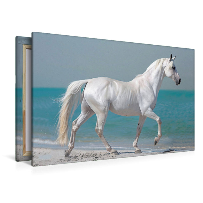 Premium Textil-Leinwand Weißes Pferd am Strand