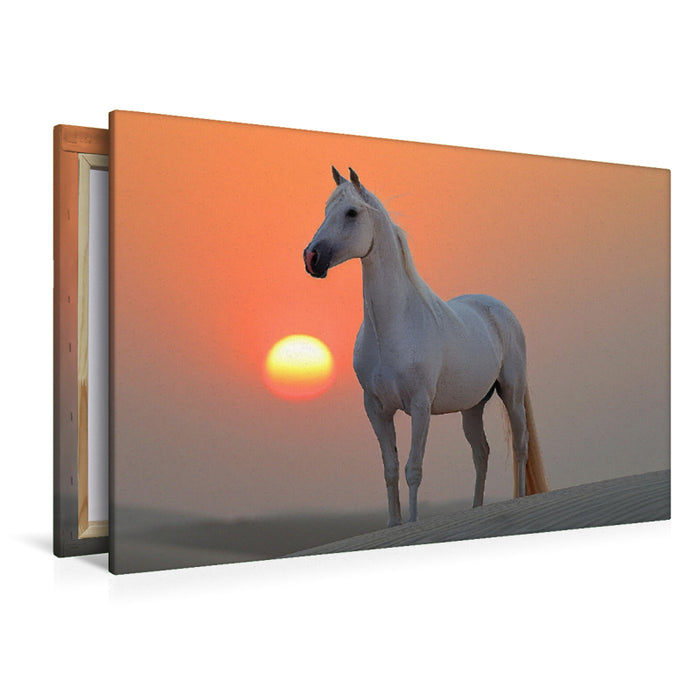 Premium Textil-Leinwand Weißes Pferd im Sonnenuntergang