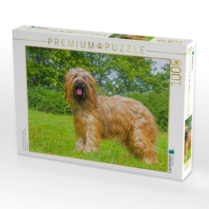 Eine wahre Schönheit - Briard - CALVENDO Foto-Puzzle'