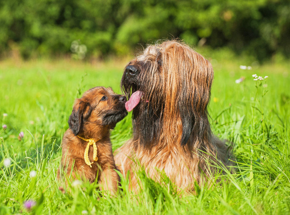 Briard- Hündin mit einem ihrer Welpen - CALVENDO Foto-Puzzle'