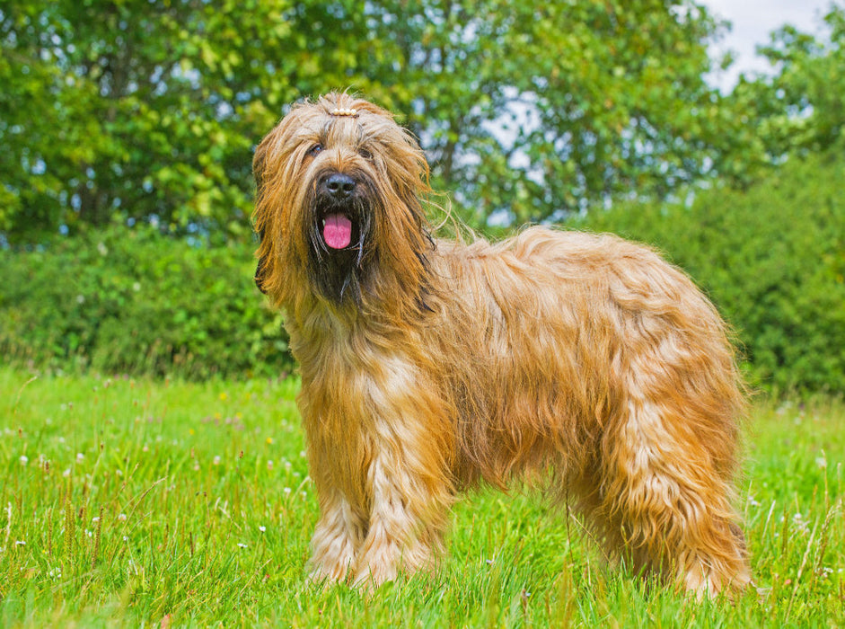 Eine wahre Schönheit - Briard - CALVENDO Foto-Puzzle'