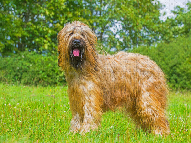 Eine wahre Schönheit - Briard - CALVENDO Foto-Puzzle'