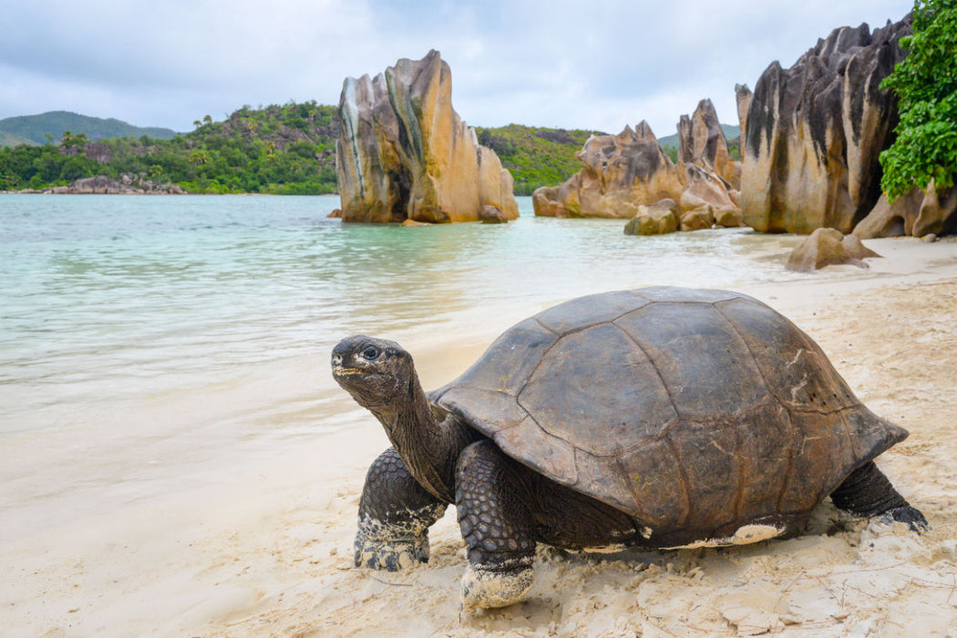 Premium Textil-Leinwand Aldabra-Riesenschildkröte auf Curieuse