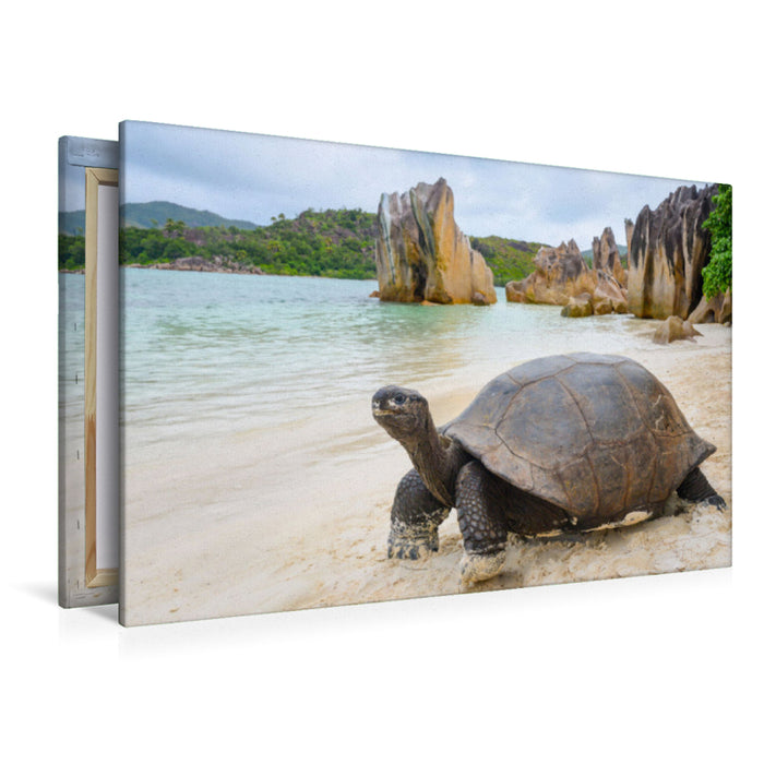 Premium Textil-Leinwand Aldabra-Riesenschildkröte auf Curieuse