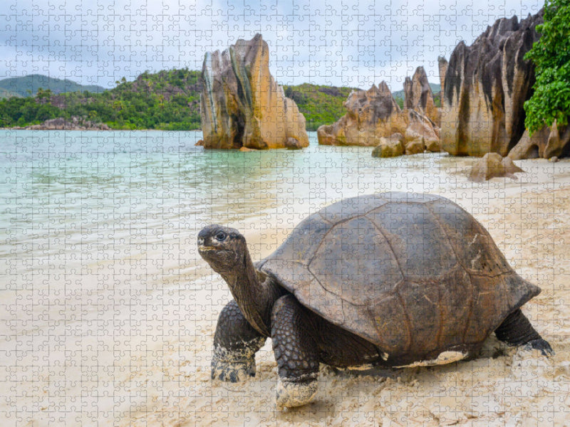 Aldabra-Riesenschildkröte auf Curieuse - CALVENDO Foto-Puzzle'