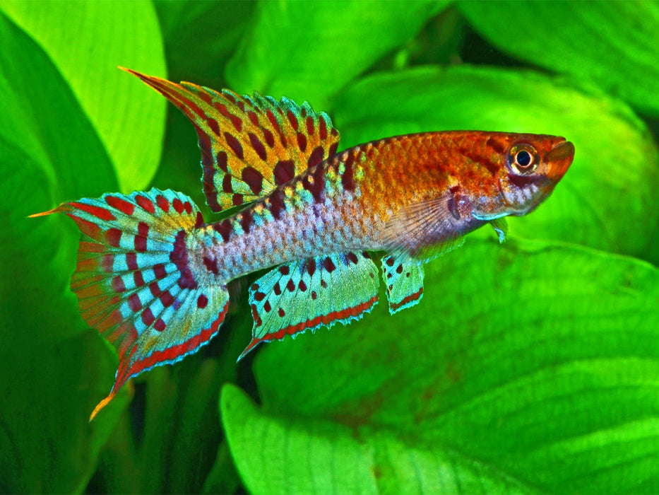Chromaphyosemion bivittatum, NIGERIA - CALVENDO Foto-Puzzle'