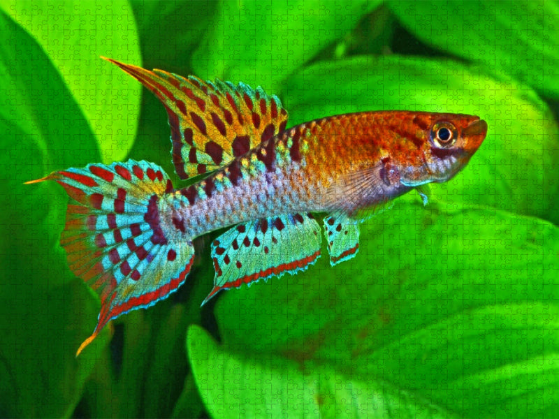 Chromaphyosemion bivittatum, NIGERIA - CALVENDO Foto-Puzzle'