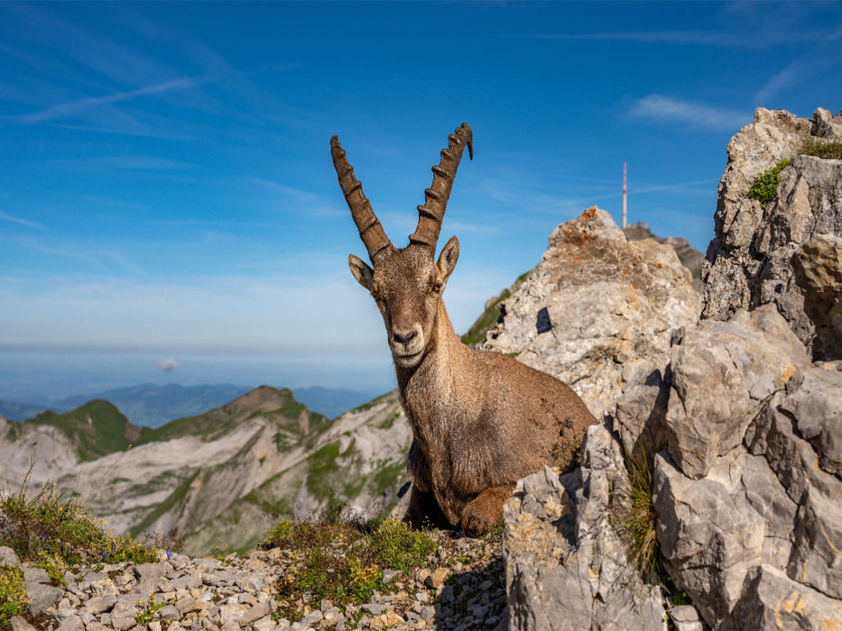 Alpsteinpanorama - CALVENDO Foto-Puzzle'