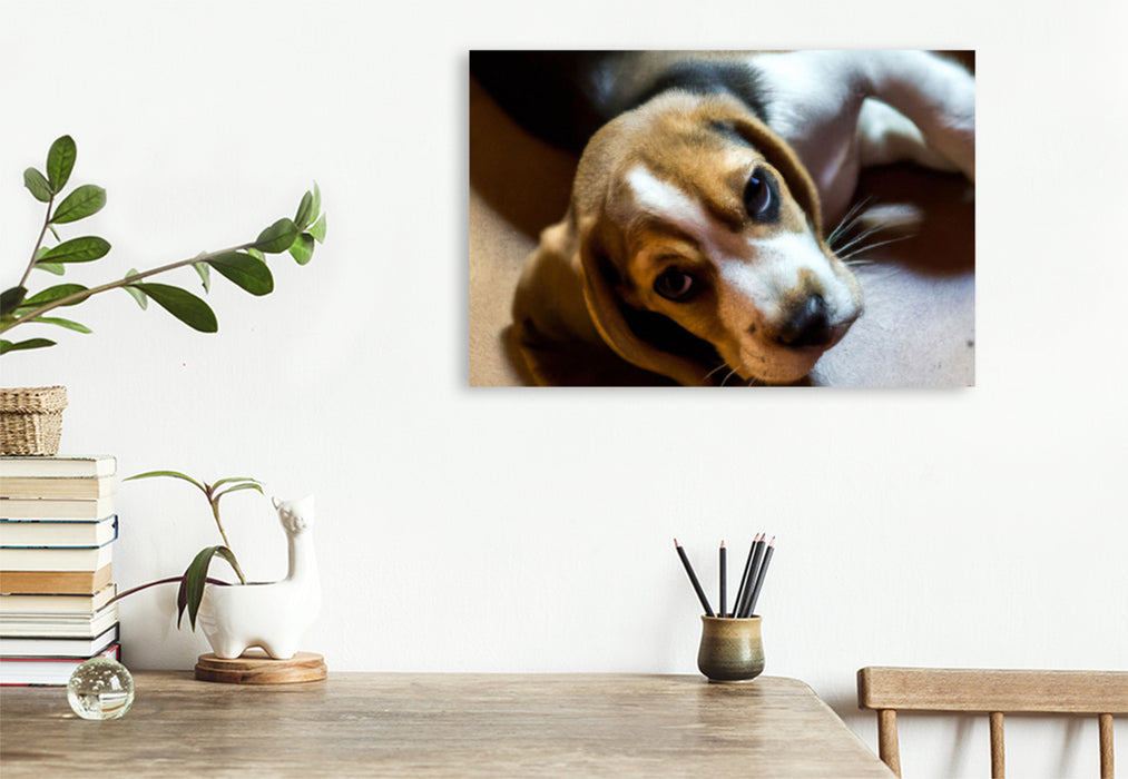 Premium Textil-Leinwand Ein Bild aus dem Puppy Portraits-Kalender