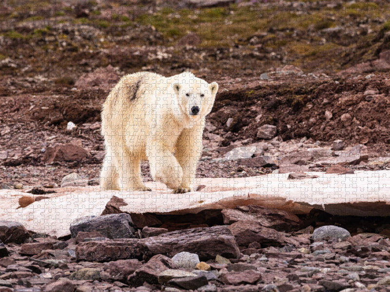 Eisbär - CALVENDO Foto-Puzzle'