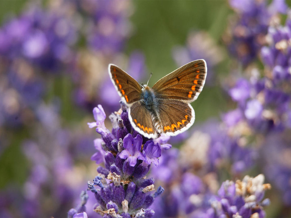 Sonnenröschenbläuling auf Lavendel - CALVENDO Foto-Puzzle'