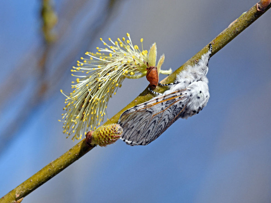 Großer Gabelschwanz (Cerura vinula) - CALVENDO Foto-Puzzle'
