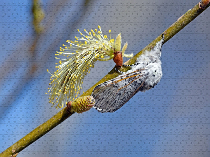 Großer Gabelschwanz (Cerura vinula) - CALVENDO Foto-Puzzle'