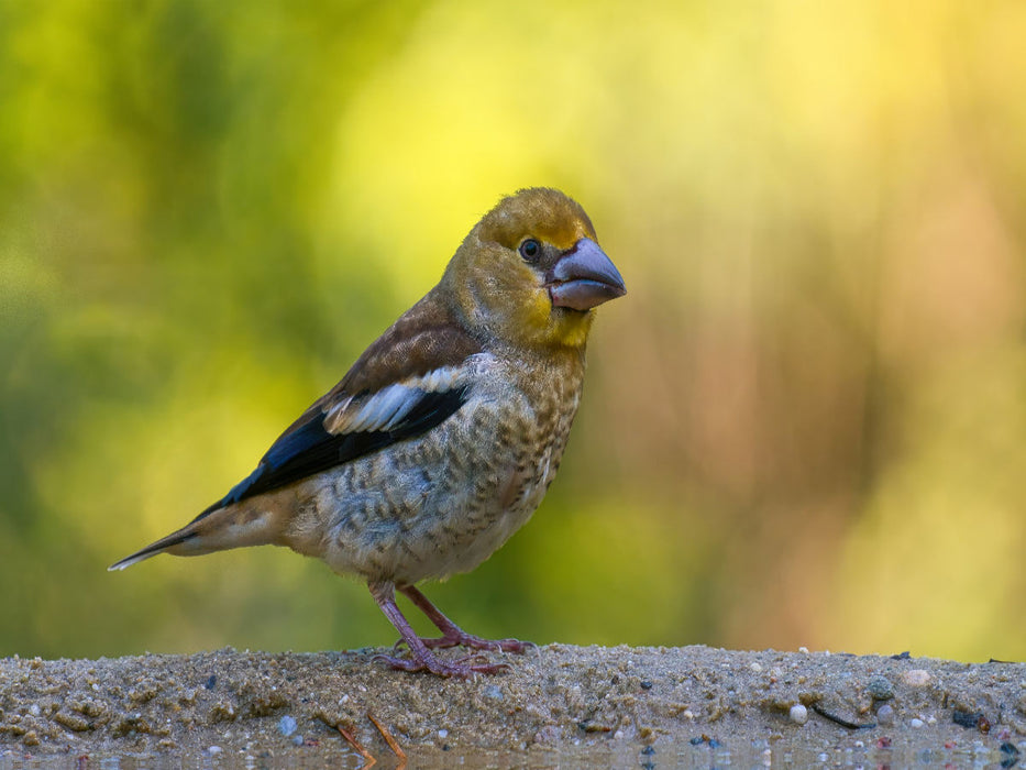 Ein juveniler KERNBEISSER - einfach zu drollig - CALVENDO Foto-Puzzle'