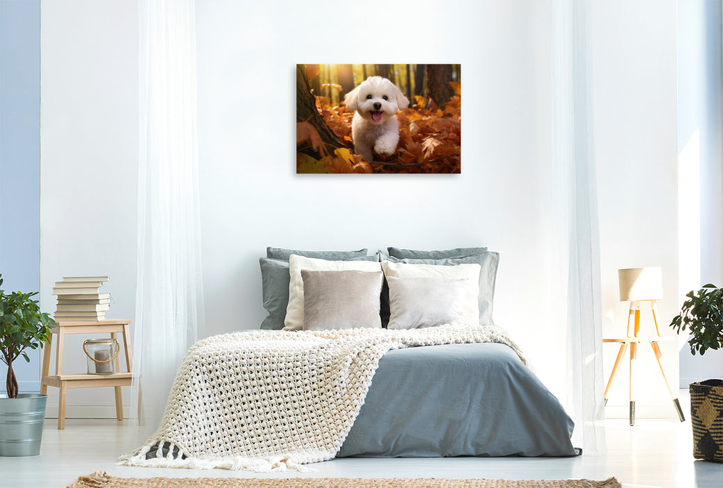 Premium Textil-Leinwand Ein Motiv aus dem Kalender "Bichon frisé, weiße Hündchen mit lockigem Haar"