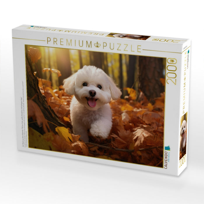 Ein Motiv aus dem Kalender "Bichon frisé, weiße Hündchen mit lockigem Haar" - CALVENDO Foto-Puzzle'