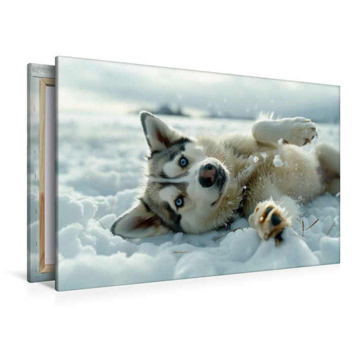 Premium Textil-Leinwand Husky liegt im Schnee