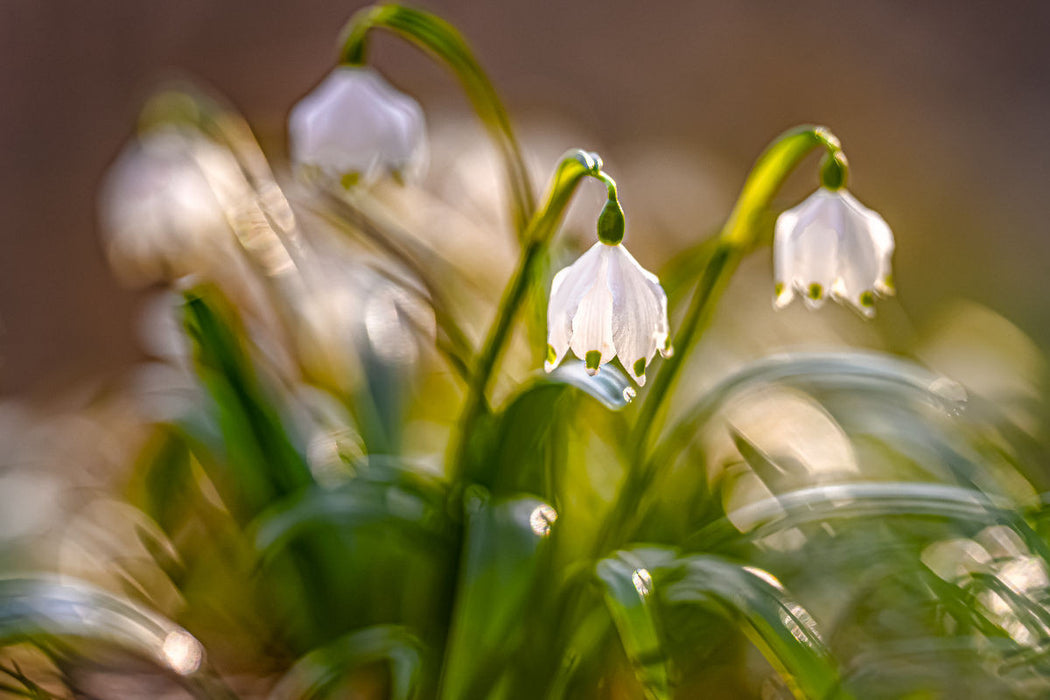 Premium Textil-Leinwand Märzenbecher (Leucojum vernum)