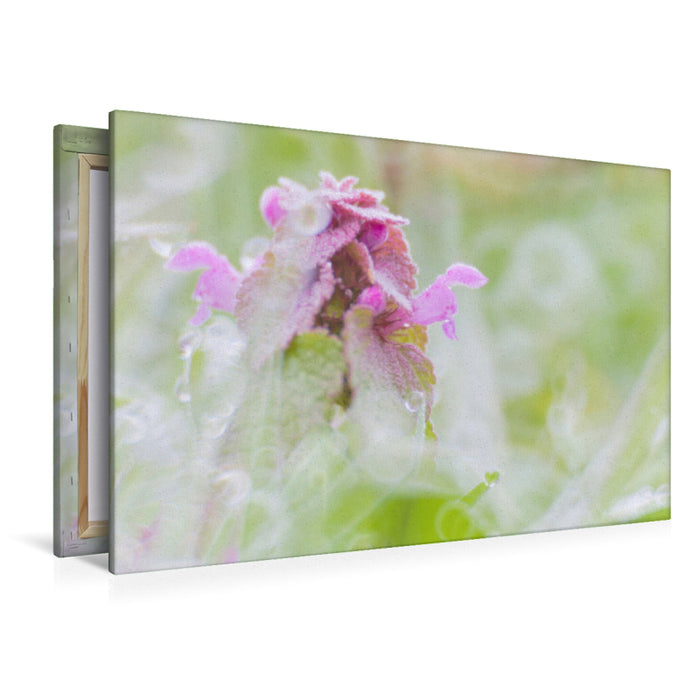 Premium Textil-Leinwand Purpurrote Taubnessel (Lamium purpureum)