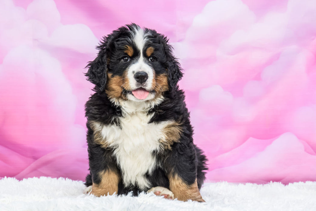 Premium Textil-Leinwand Berner Sennenhund Baby