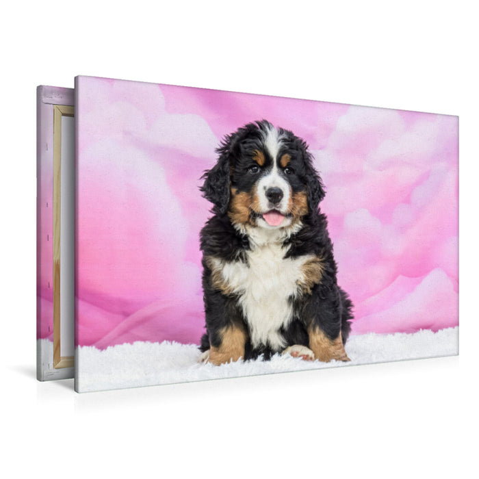 Premium Textil-Leinwand Berner Sennenhund Baby