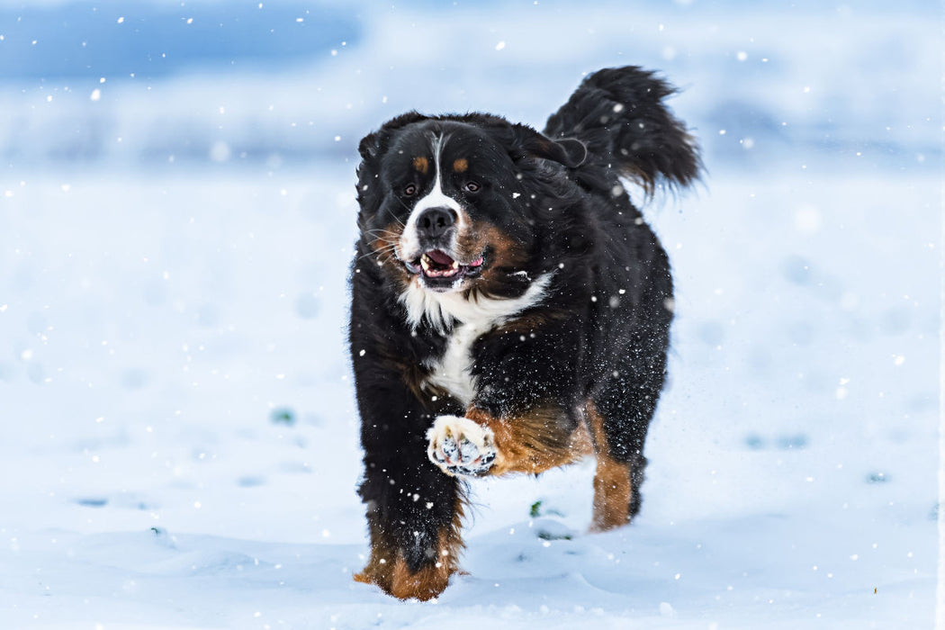 Premium Textil-Leinwand Berner Sennenhund im Schnee