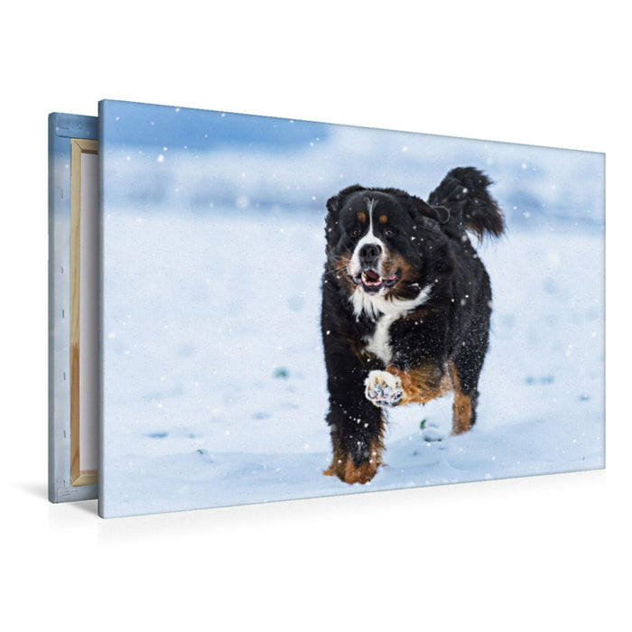 Premium Textil-Leinwand Berner Sennenhund im Schnee