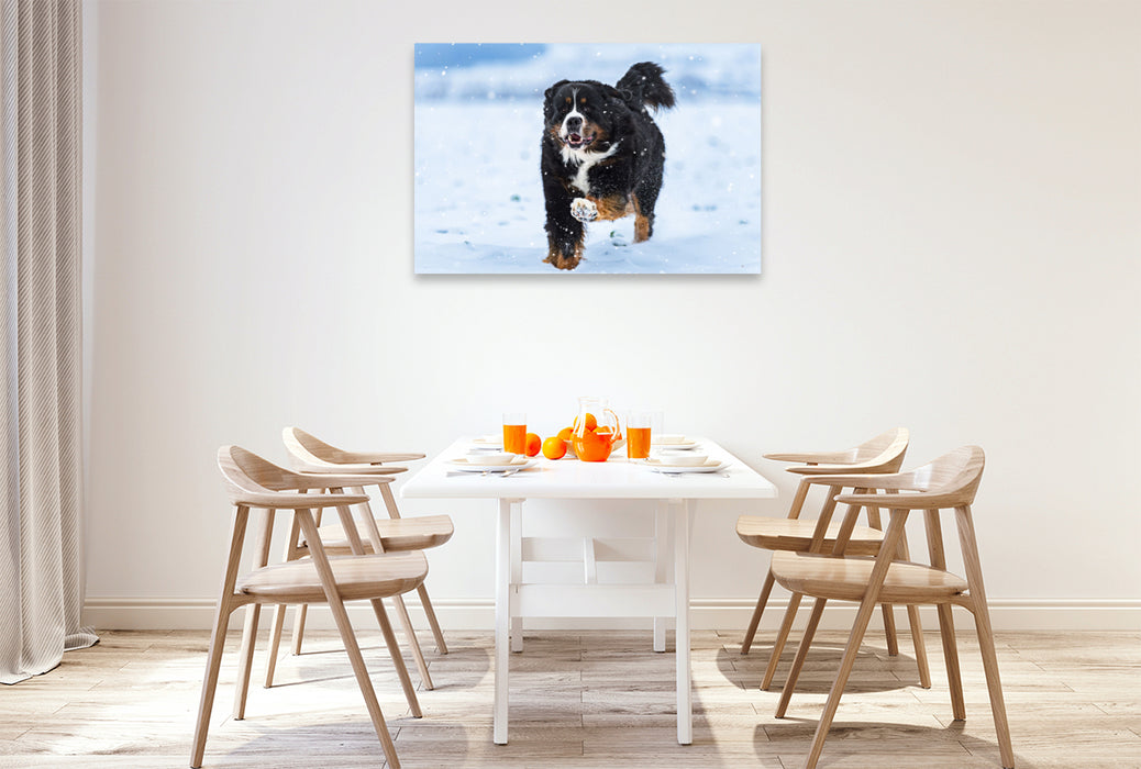 Premium Textil-Leinwand Berner Sennenhund im Schnee