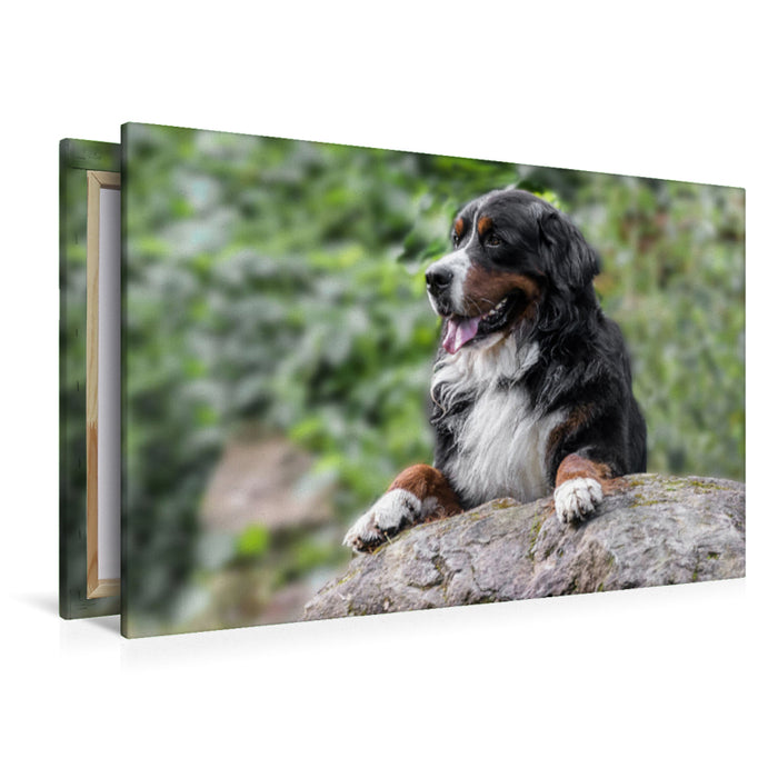 Premium Textil-Leinwand Berner Sennenhund Aiko