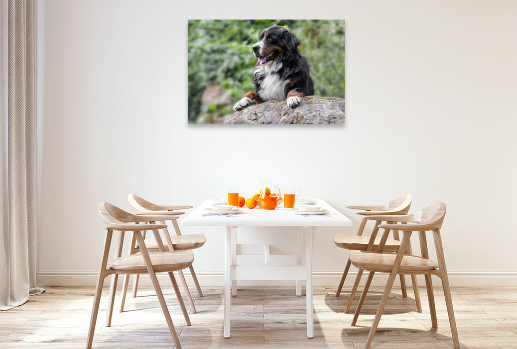 Premium Textil-Leinwand Berner Sennenhund Aiko